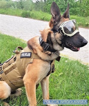 Jeden z psów służących we wrocławskiej Policji