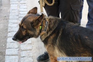 Jeden z psów służących we wrocławskiej Policji